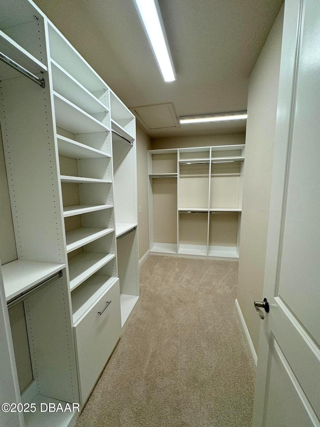 walk in closet with light colored carpet