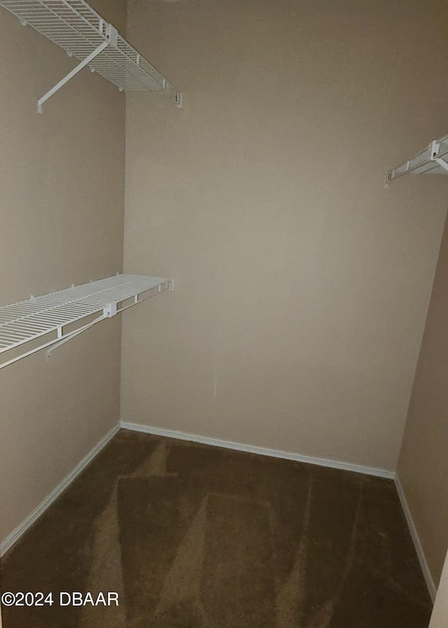 spacious closet featuring carpet floors