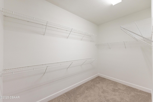 spacious closet featuring light colored carpet