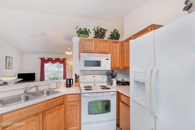 kitchen featuring ceiling fan, white appliances, light countertops, and a sink