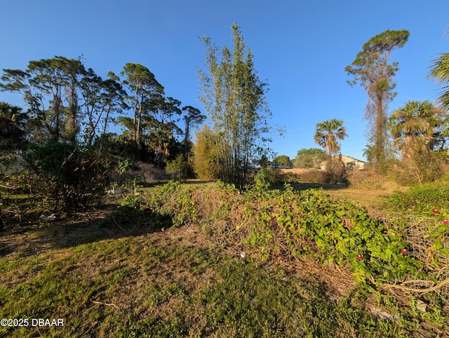 view of local wilderness