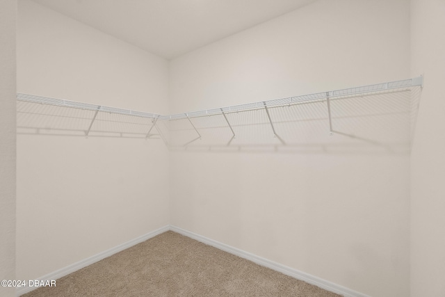 walk in closet featuring carpet flooring