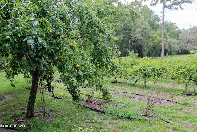 view of landscape