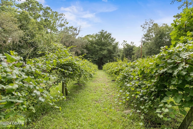 view of local wilderness