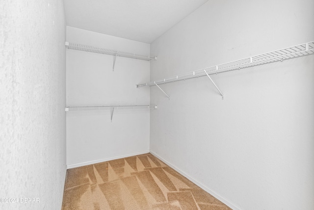 walk in closet featuring carpet flooring