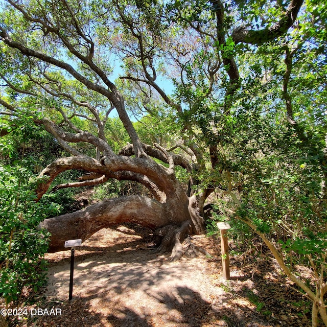 view of local wilderness