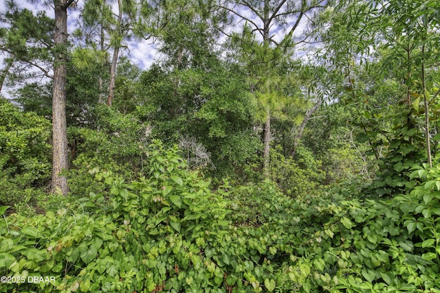 view of local wilderness