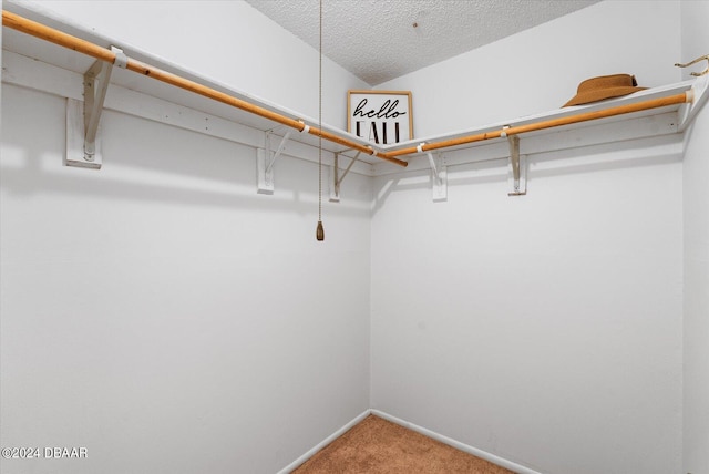 spacious closet featuring carpet