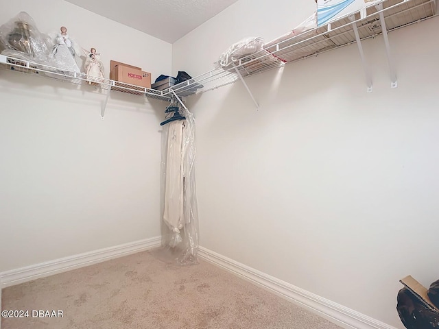 spacious closet featuring carpet floors