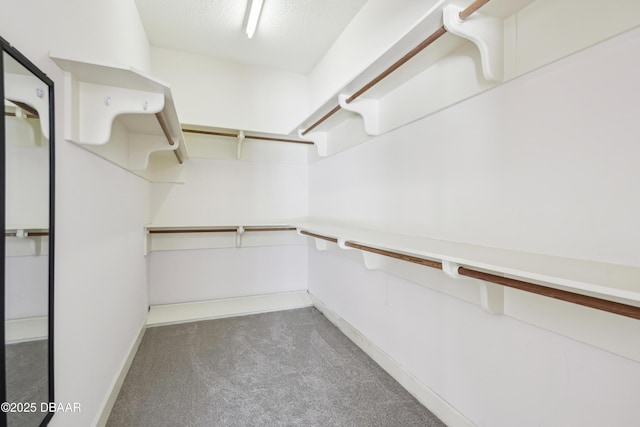 walk in closet featuring carpet flooring