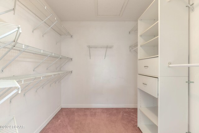 spacious closet featuring carpet floors