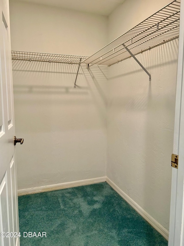 walk in closet with carpet flooring