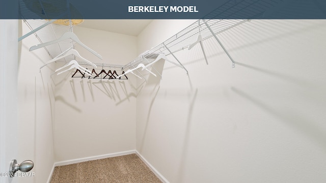 spacious closet featuring carpet