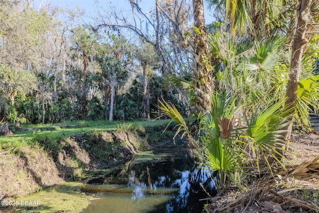 view of local wilderness