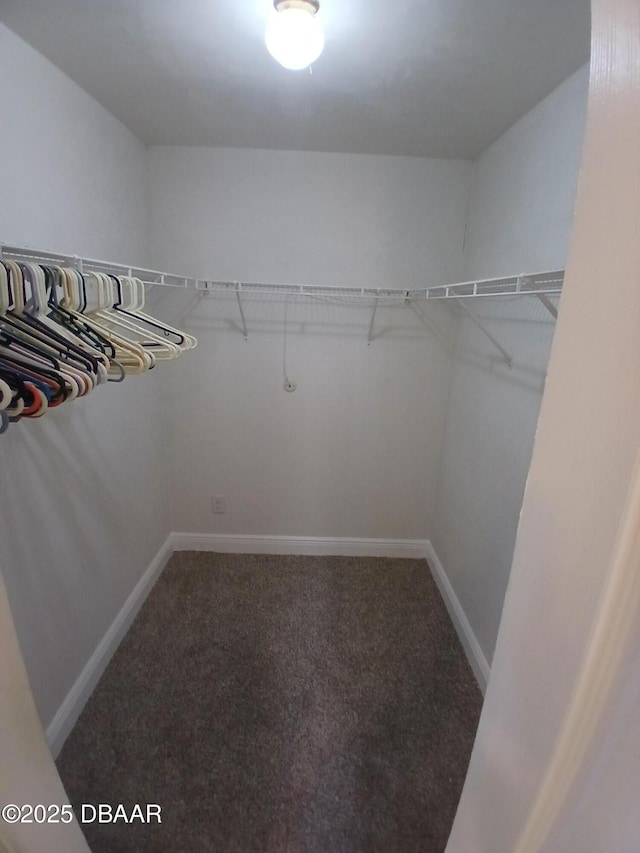 walk in closet featuring carpet