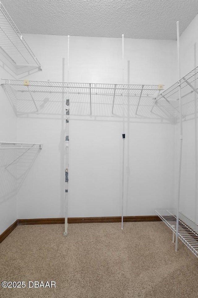 spacious closet featuring carpet floors