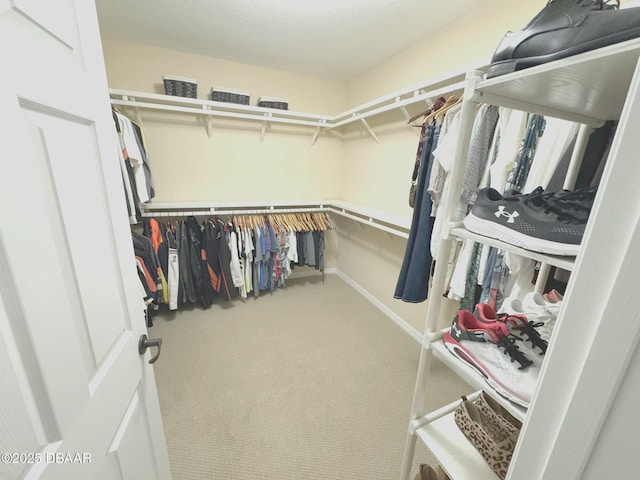 walk in closet with carpet flooring