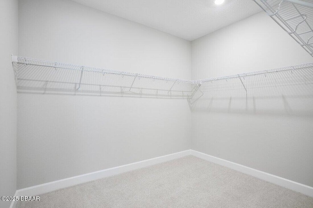 walk in closet featuring carpet flooring