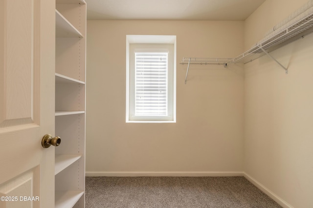 spacious closet with carpet floors