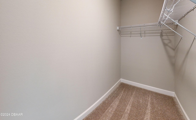 spacious closet featuring carpet