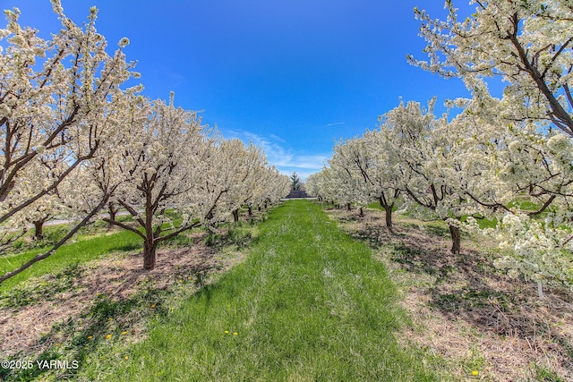 11901 Zier Rd, Yakima, WA 98908 - view of yard