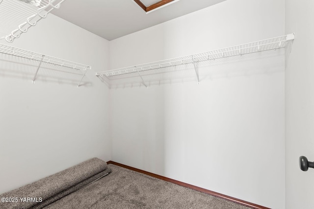 walk in closet with carpet flooring