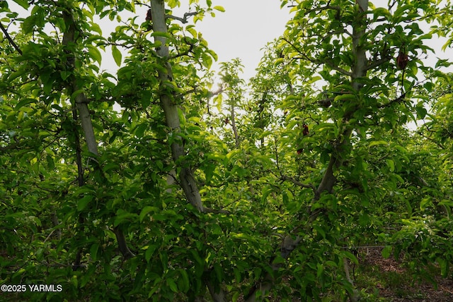 370 Macy Rd, Zillah, WA 98953 - view of road