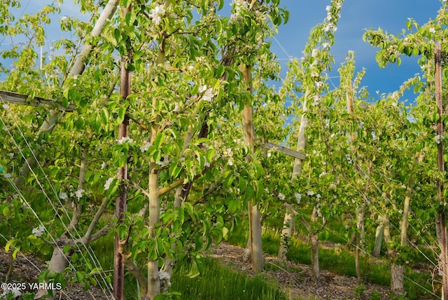 370 Macy Rd, Zillah, WA 98953 - view of landscape