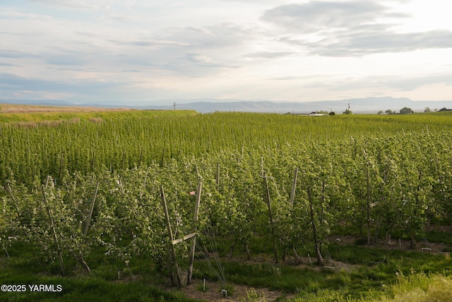 370 Macy Rd, Zillah, WA 98953 - view of landscape with a rural view