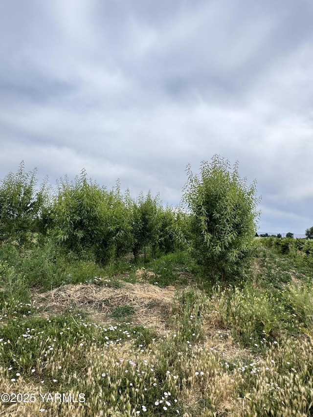 NKA Ashue Rd, Wapato, WA 98951 - photo 16