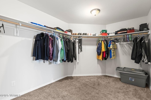 spacious closet featuring carpet flooring