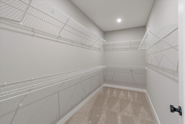 walk in closet with carpet flooring