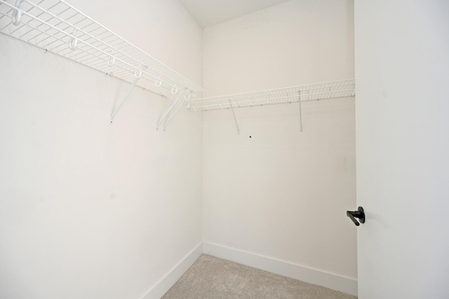 walk in closet featuring carpet flooring