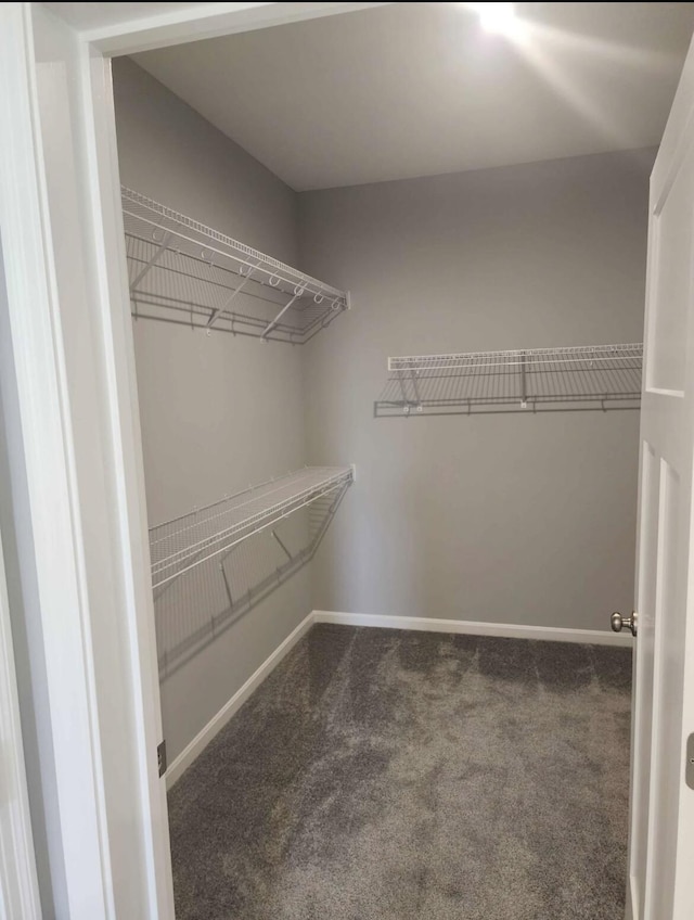 spacious closet featuring carpet floors