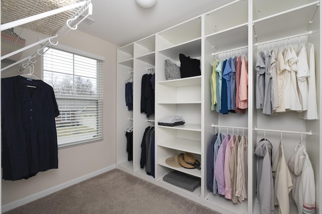 spacious closet featuring carpet