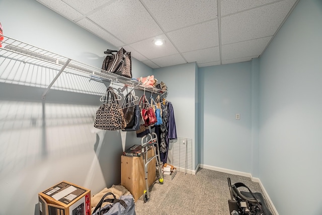 spacious closet featuring carpet and a paneled ceiling