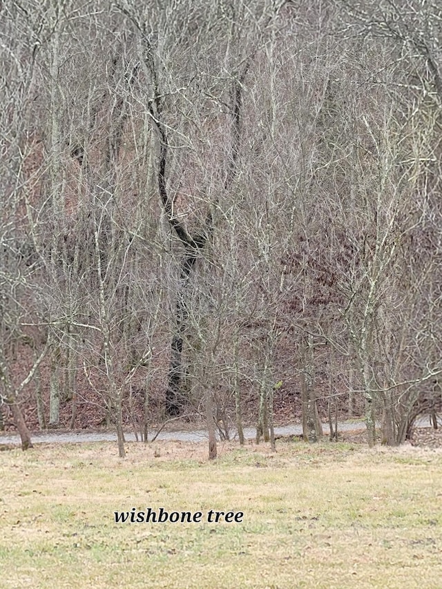 view of local wilderness