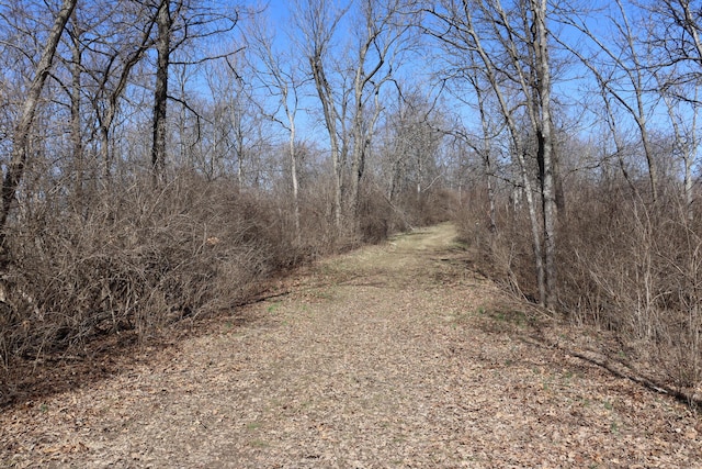 view of local wilderness