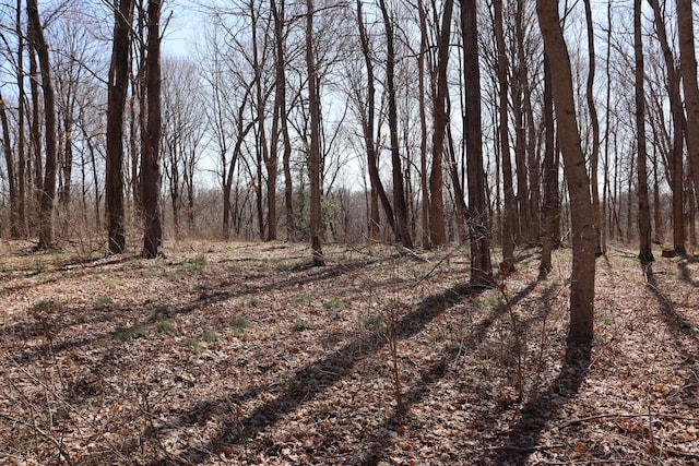 view of local wilderness