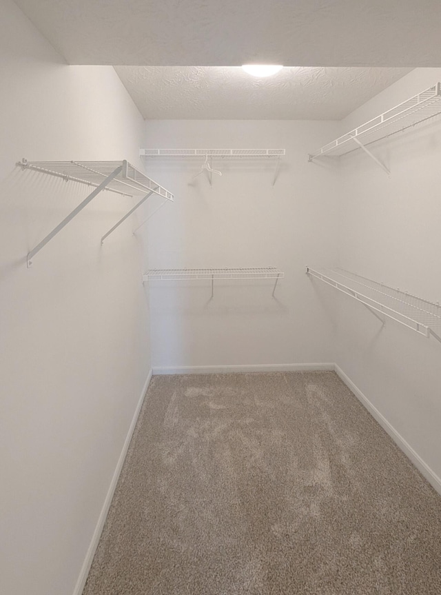 spacious closet featuring carpet