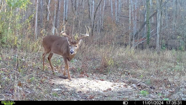 1561 Wilson Bottom Rd, Vanceburg, KY 41179