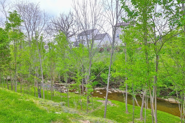 view of local wilderness