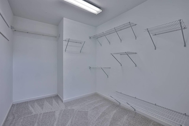 walk in closet featuring carpet floors