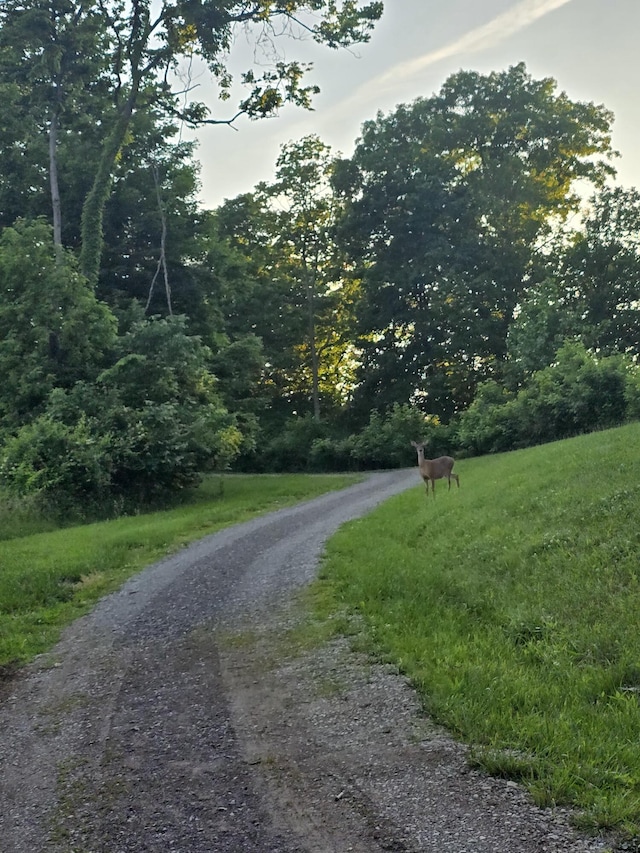 438 Ky Highway 455, Sparta, KY 41086 - view of dirt / gravel road with a wooded view