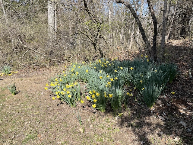 311 Elk Lake Rd, Owenton, KY 40359 - view of yard