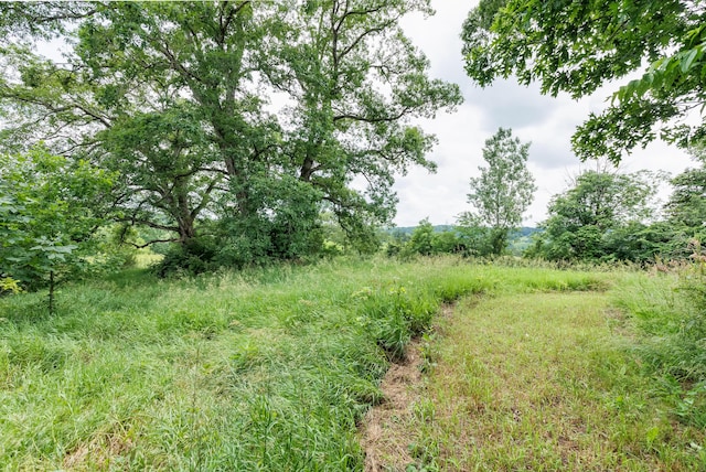 1041 Kidwell Rd, Demossville, KY 41033 - view of local wilderness