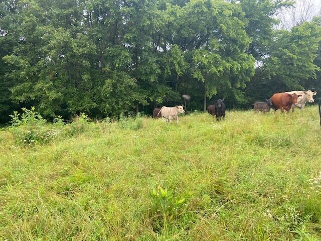 2272 Mount Tabor Rd, Ewing, KY 41039