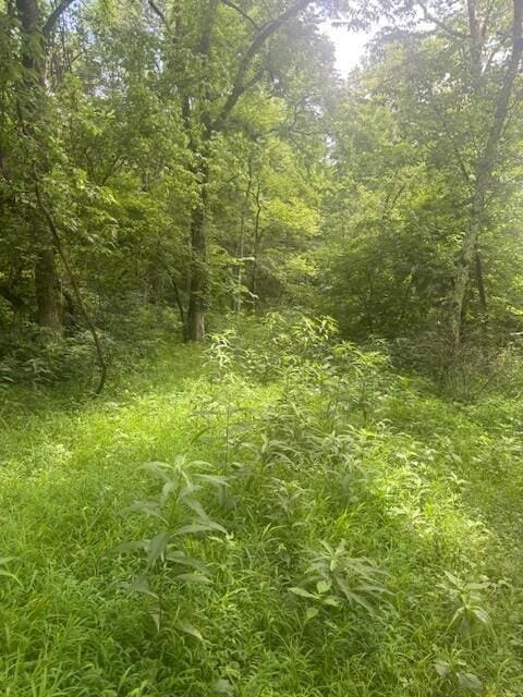 429 Chapel Rd, Mount Olivet, KY 41064 - photo 5