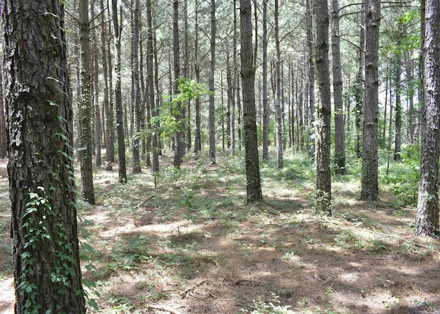 view of local wilderness with a view of trees