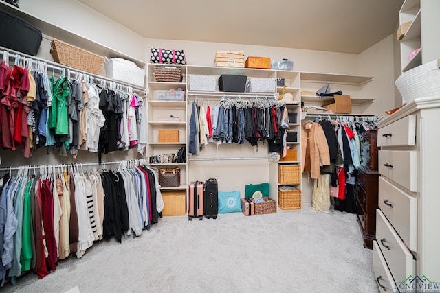 walk in closet featuring carpet flooring